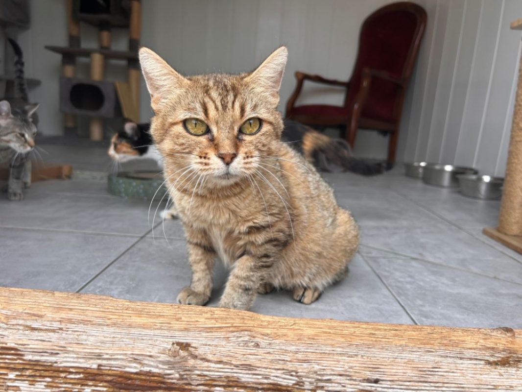 Zaria - Chat Européen à adopter