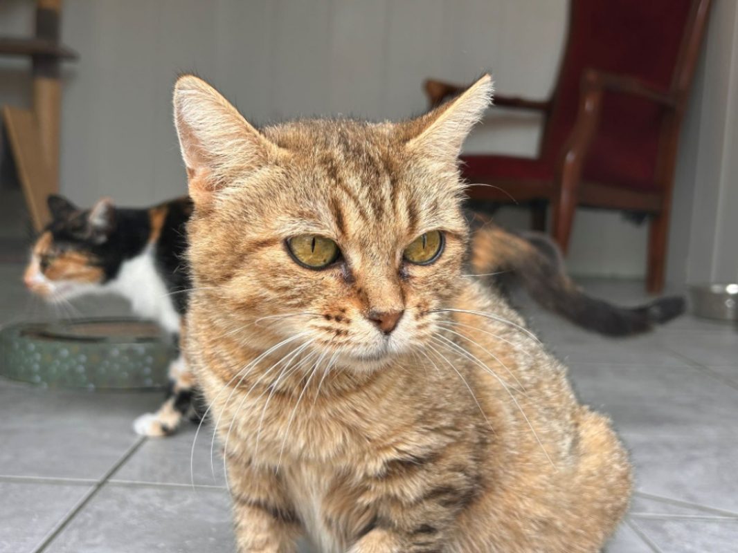 Zaria - Chat Européen à adopter - photo 2