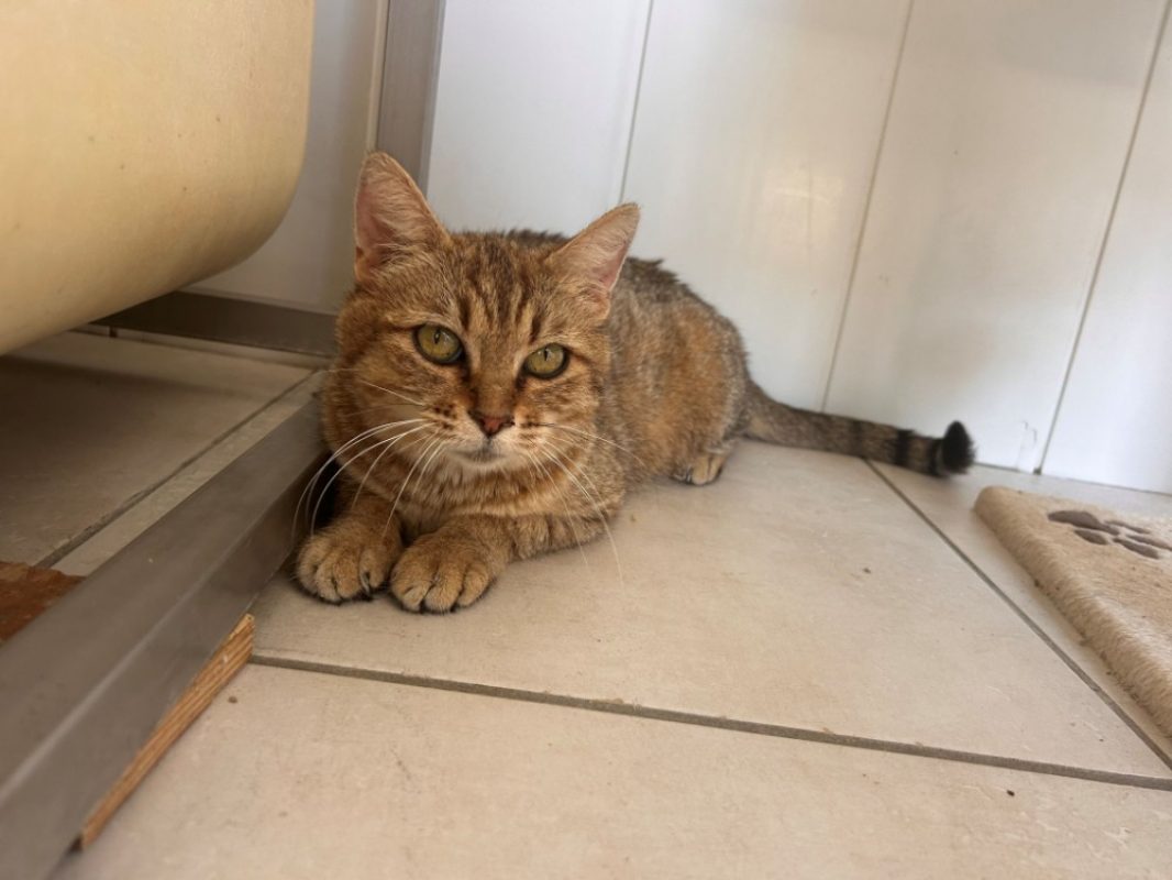 Zaria - Chat Européen à adopter - photo 3