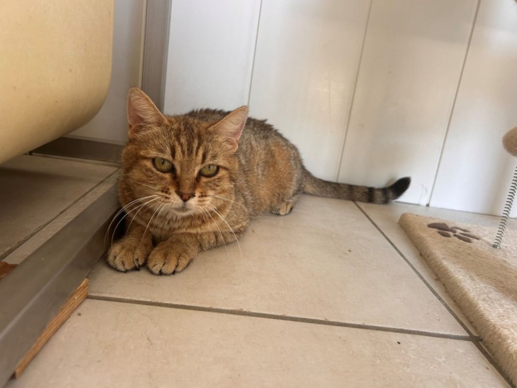 Zaria - Chat Européen à adopter - photo 4