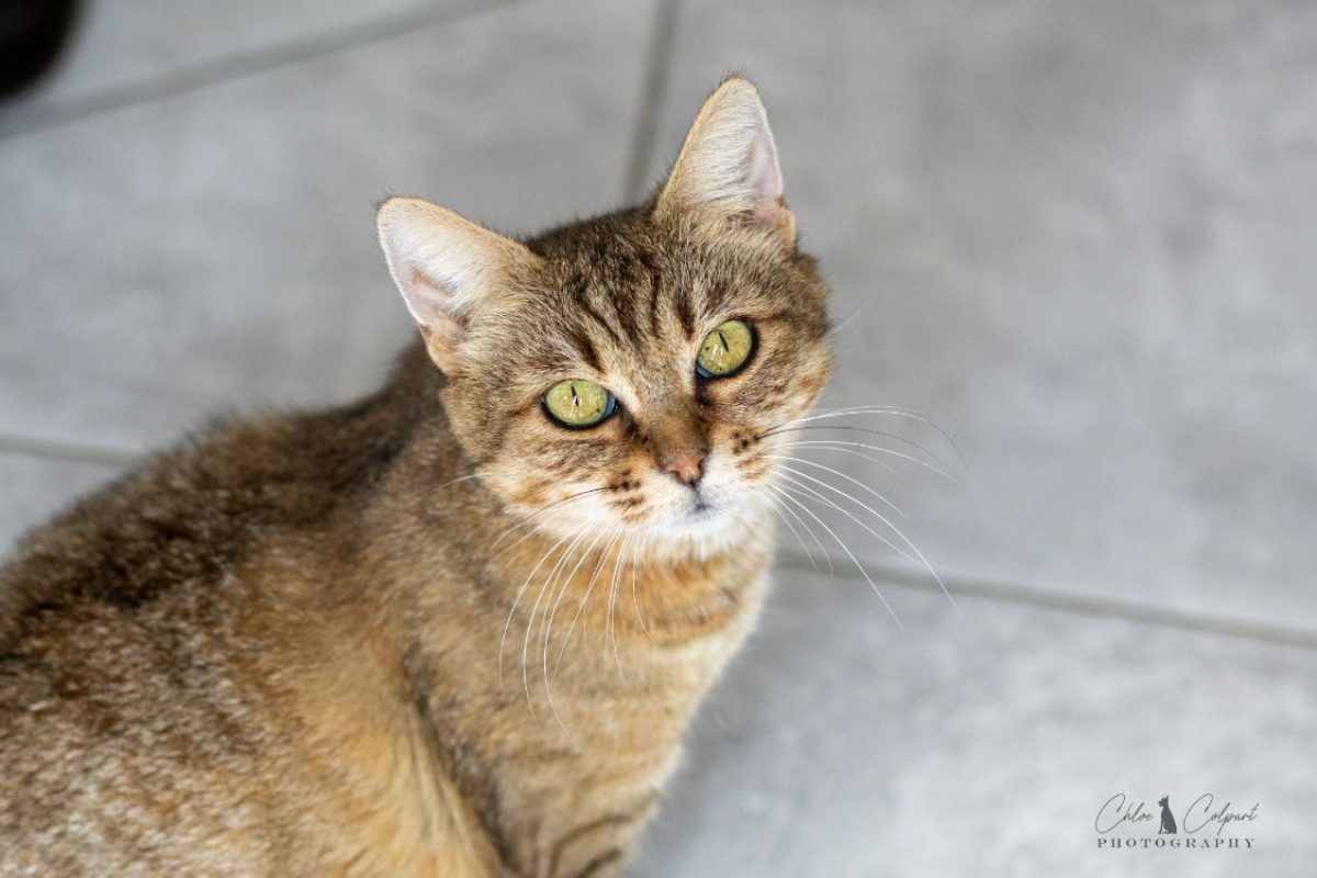Zaria - Chat Européen à adopter