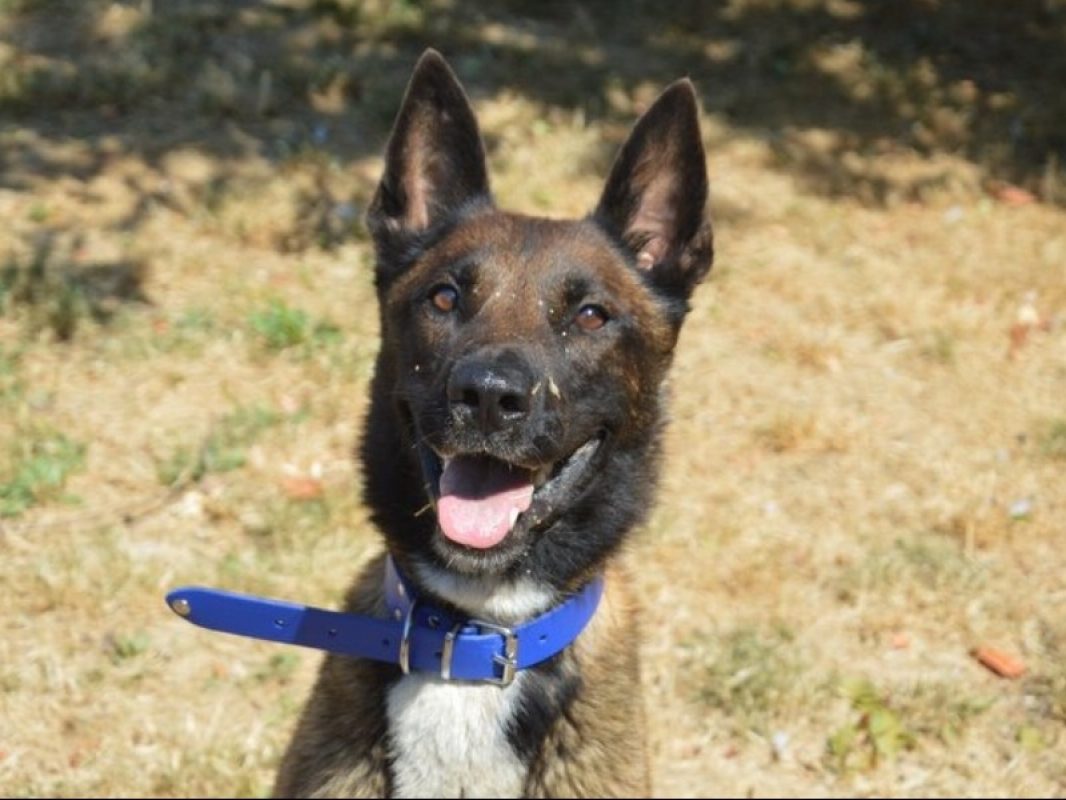 Ares - Chien Berger Belge Malinois à adopter