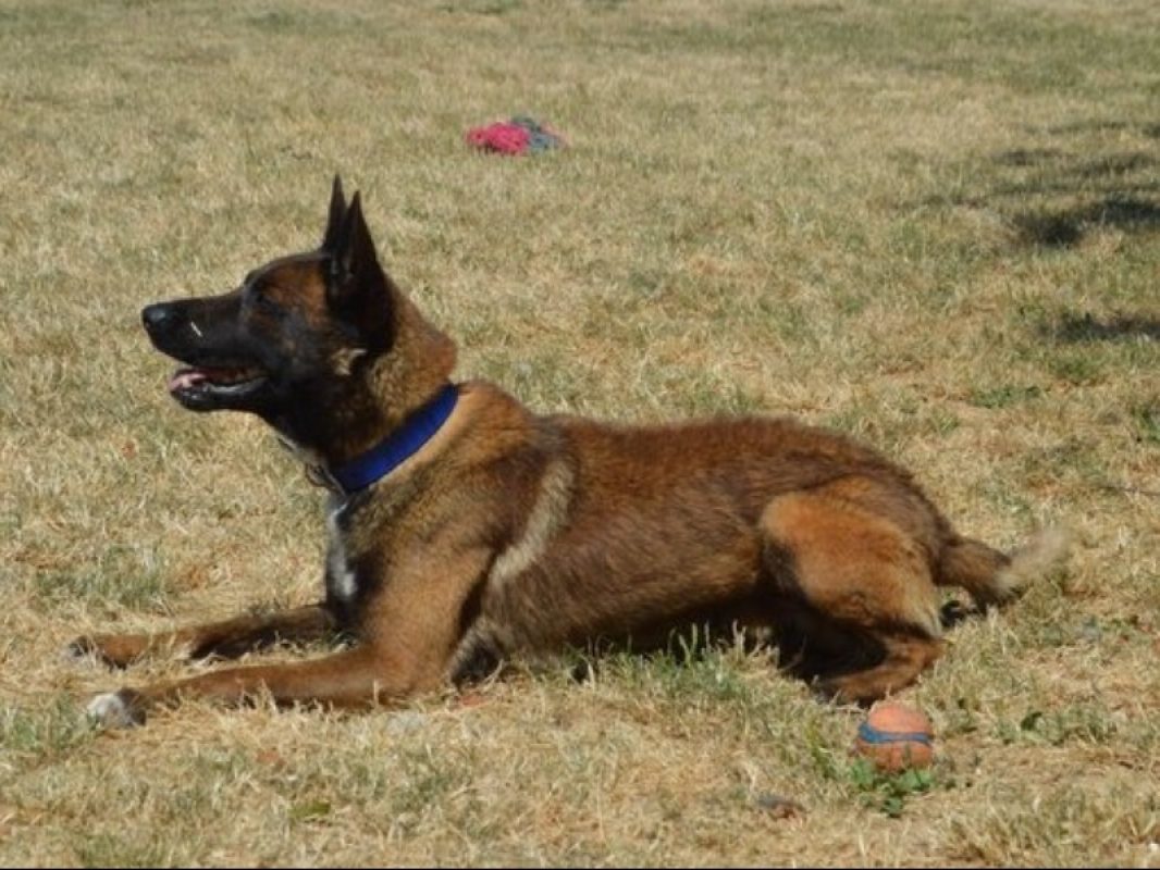 Ares - Chien Berger Belge Malinois à adopter - photo 2
