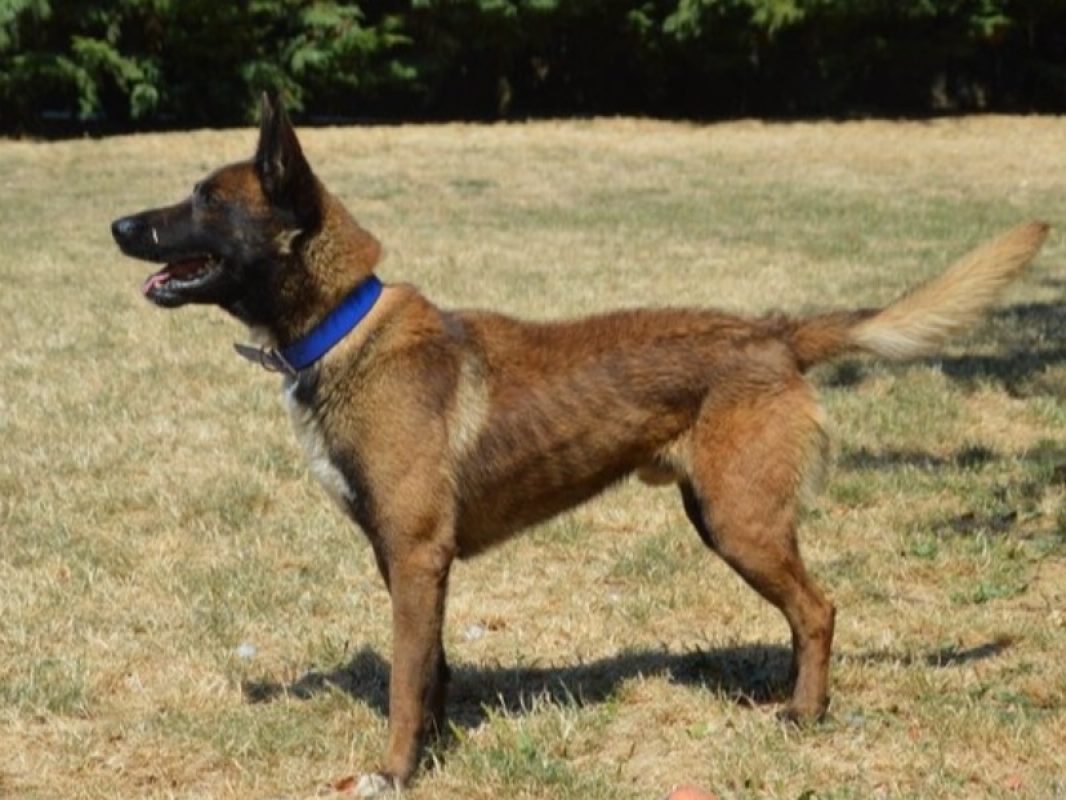 Ares - Chien Berger Belge Malinois à adopter - photo 3