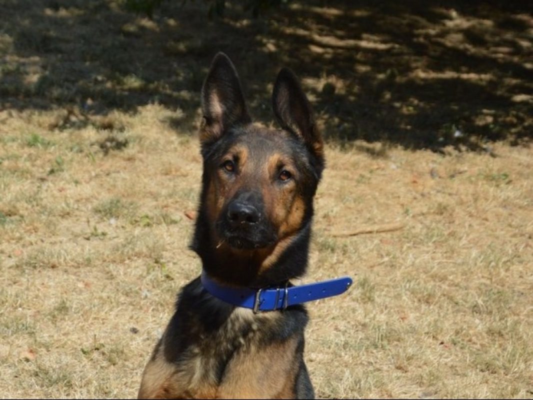 Jack - Chien Berger Belge Malinois à adopter