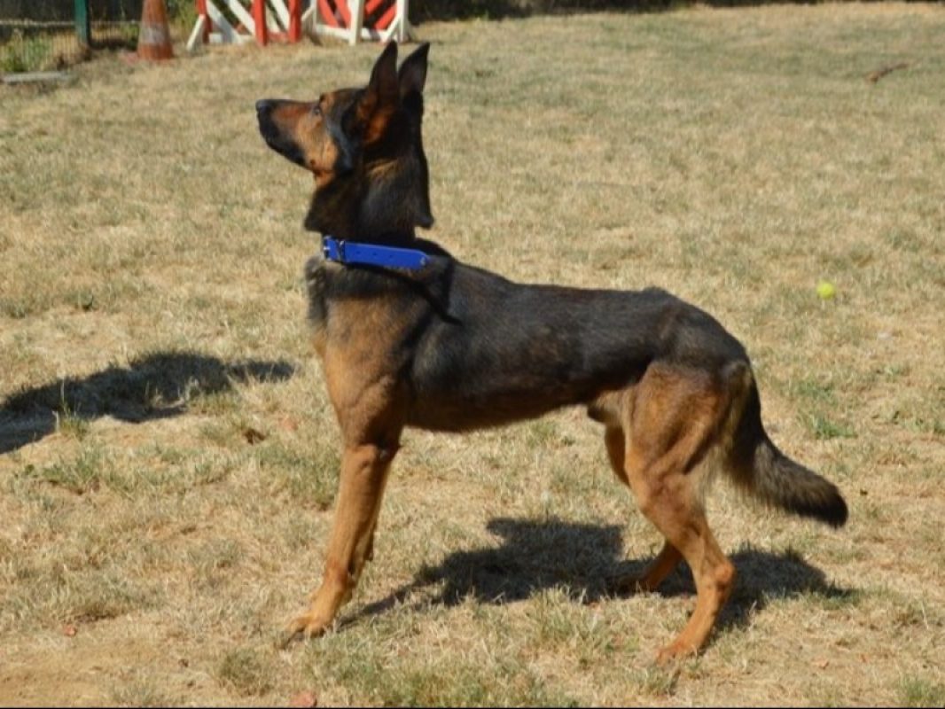 Jack - Chien Berger Belge Malinois à adopter - photo 2