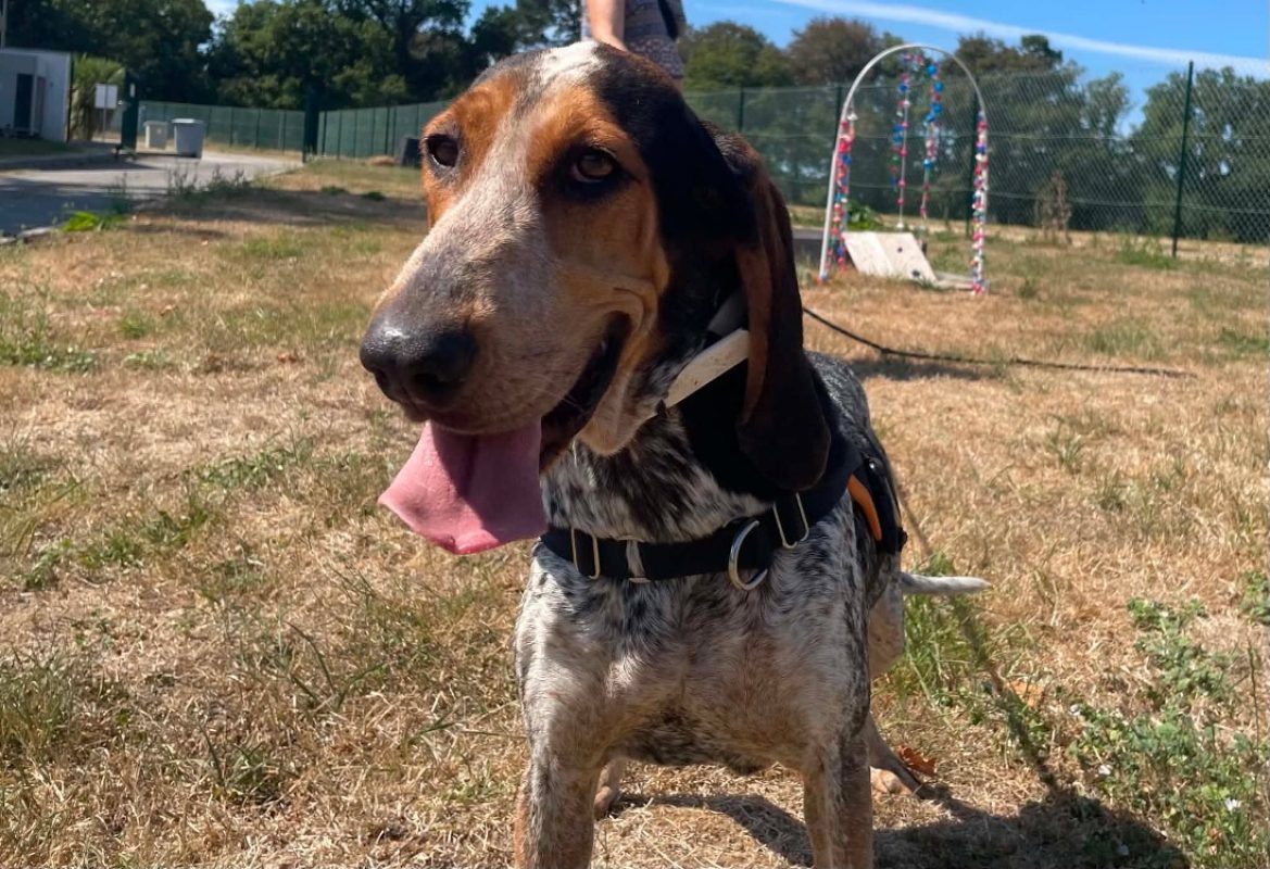Vegas - Chien Basset Bleu de Gascogne à adopter