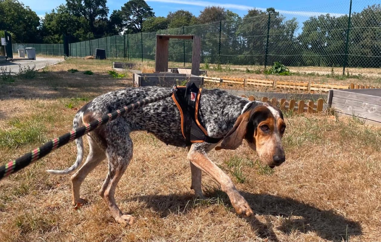 Vegas - Chien Basset Bleu de Gascogne à adopter - photo 2