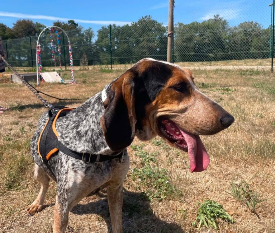 Vegas - Chien Basset Bleu de Gascogne à adopter - photo 3