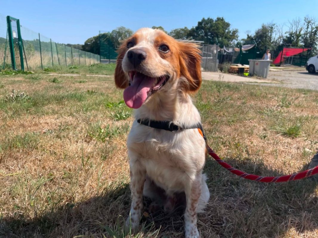 Hanoi - Chien Epagneul Breton à adopter