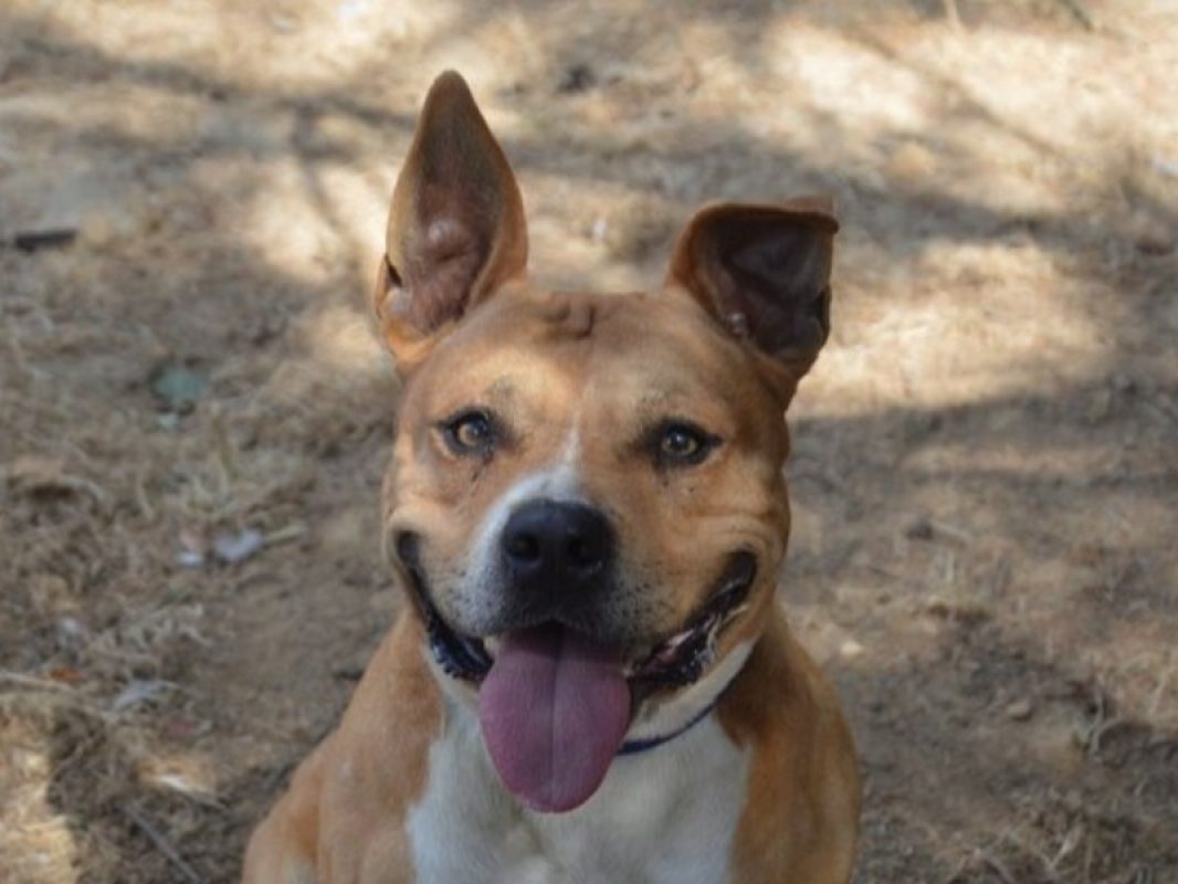 Sawyer - Chien à adopter
