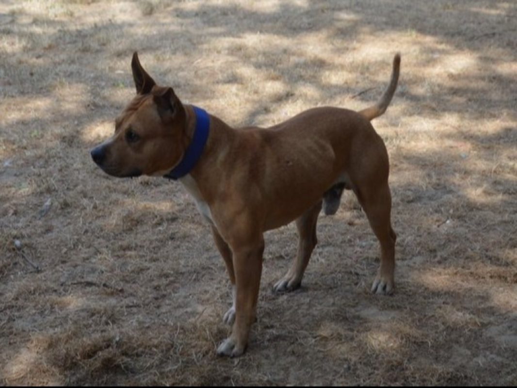 Sawyer - Chien à adopter - photo 2