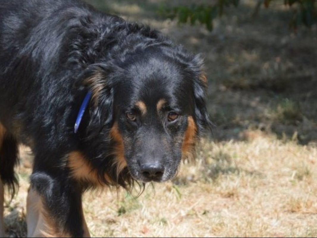 Jason - Chien à adopter
