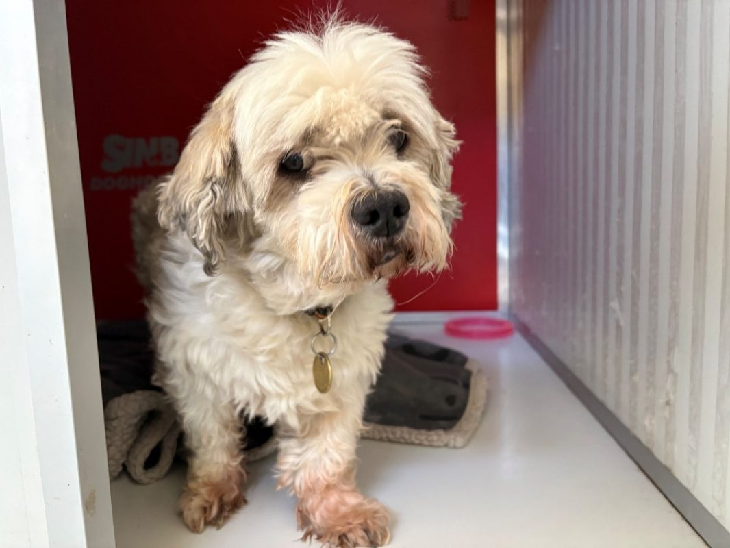 Harry - Chien Lhassa Apso à adopter