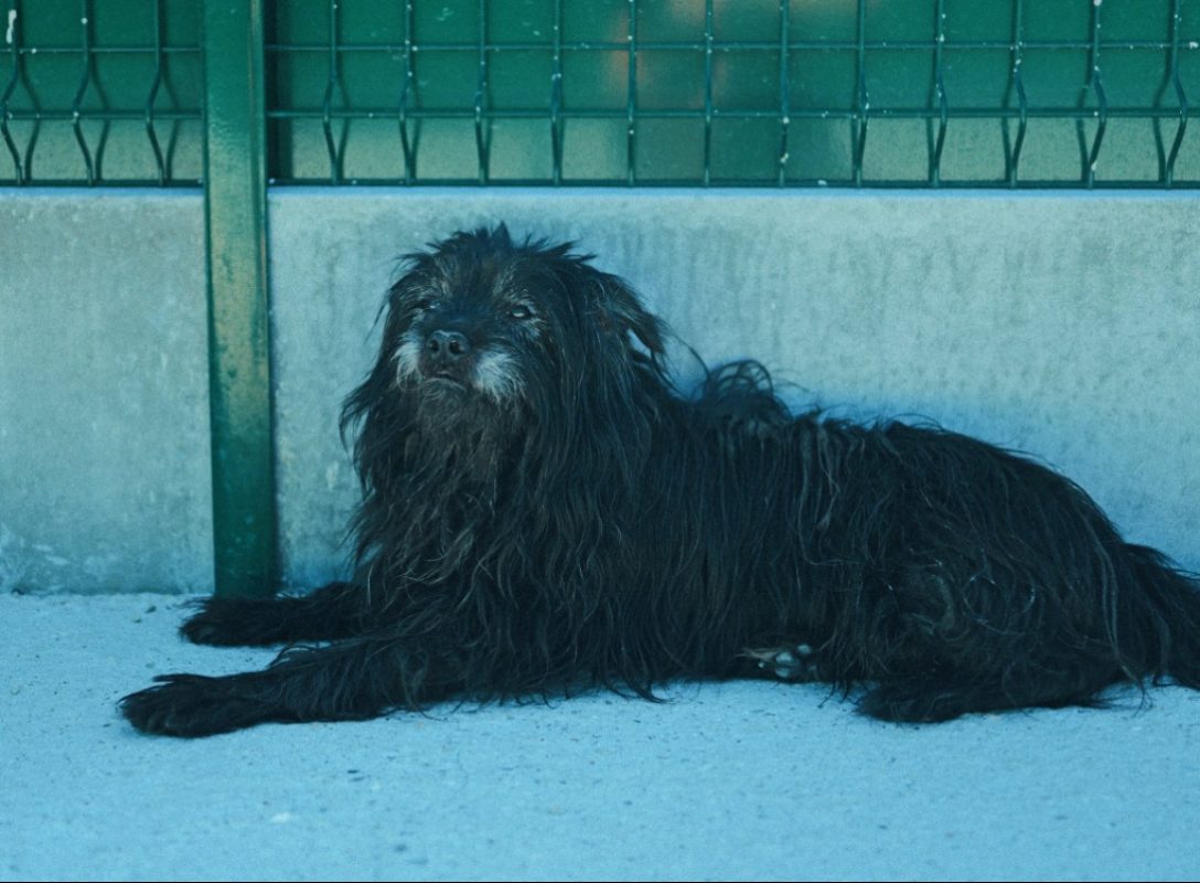 Rex - Chien à adopter