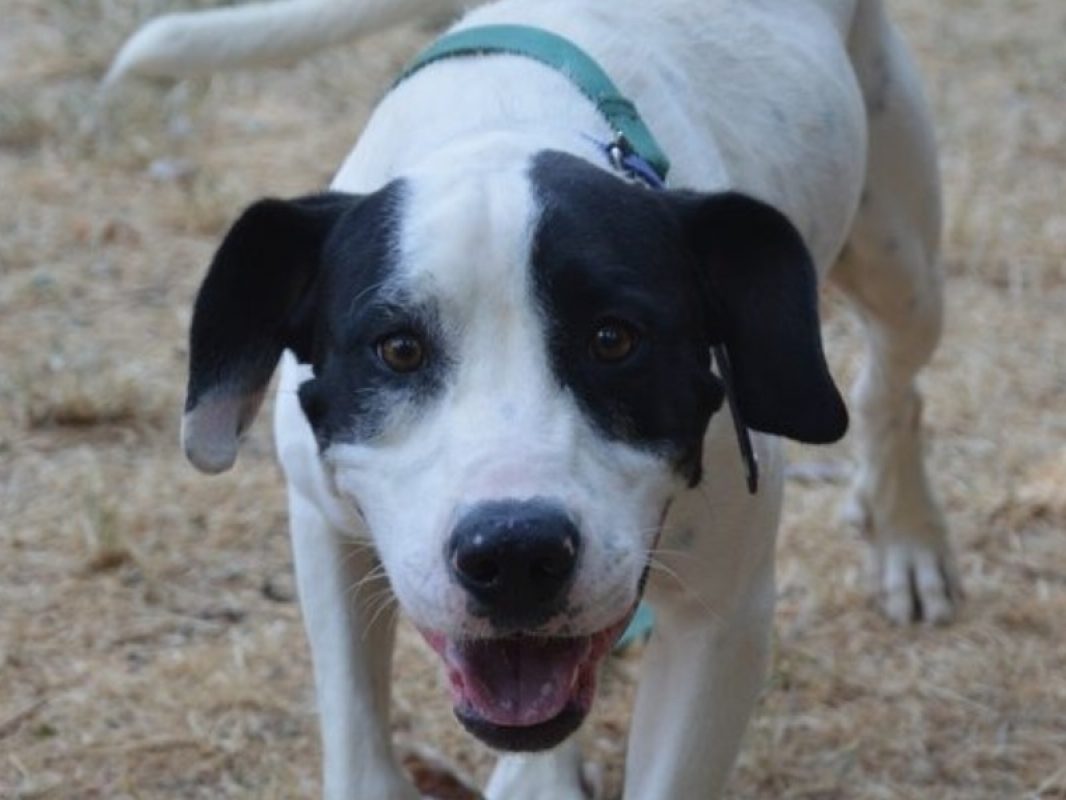 Olaf - Chien à adopter