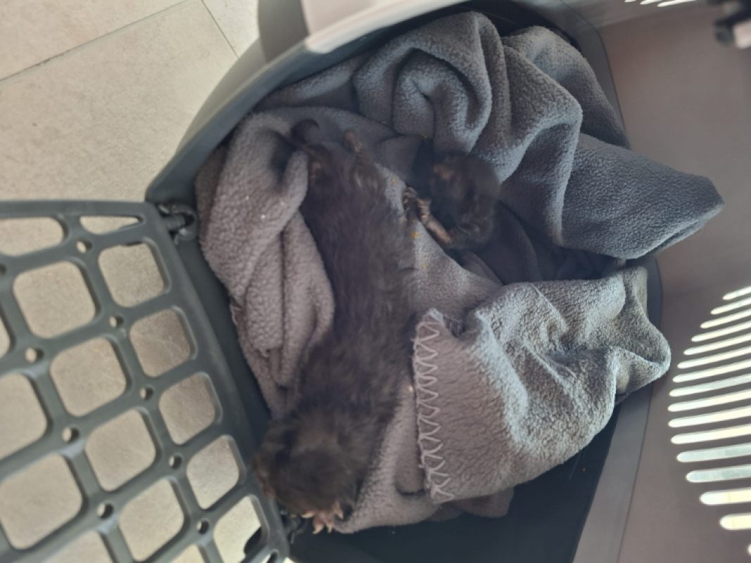Perle - Chat Européen à adopter
