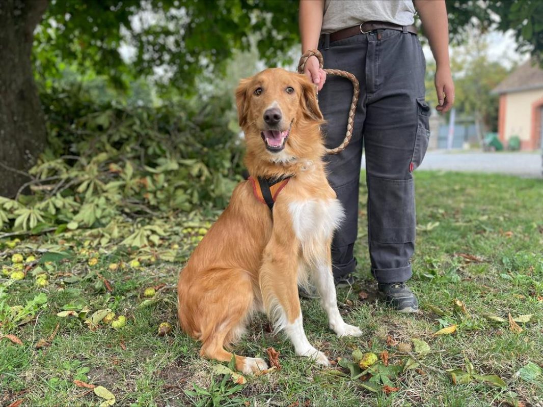 Fripouille - Chien à adopter