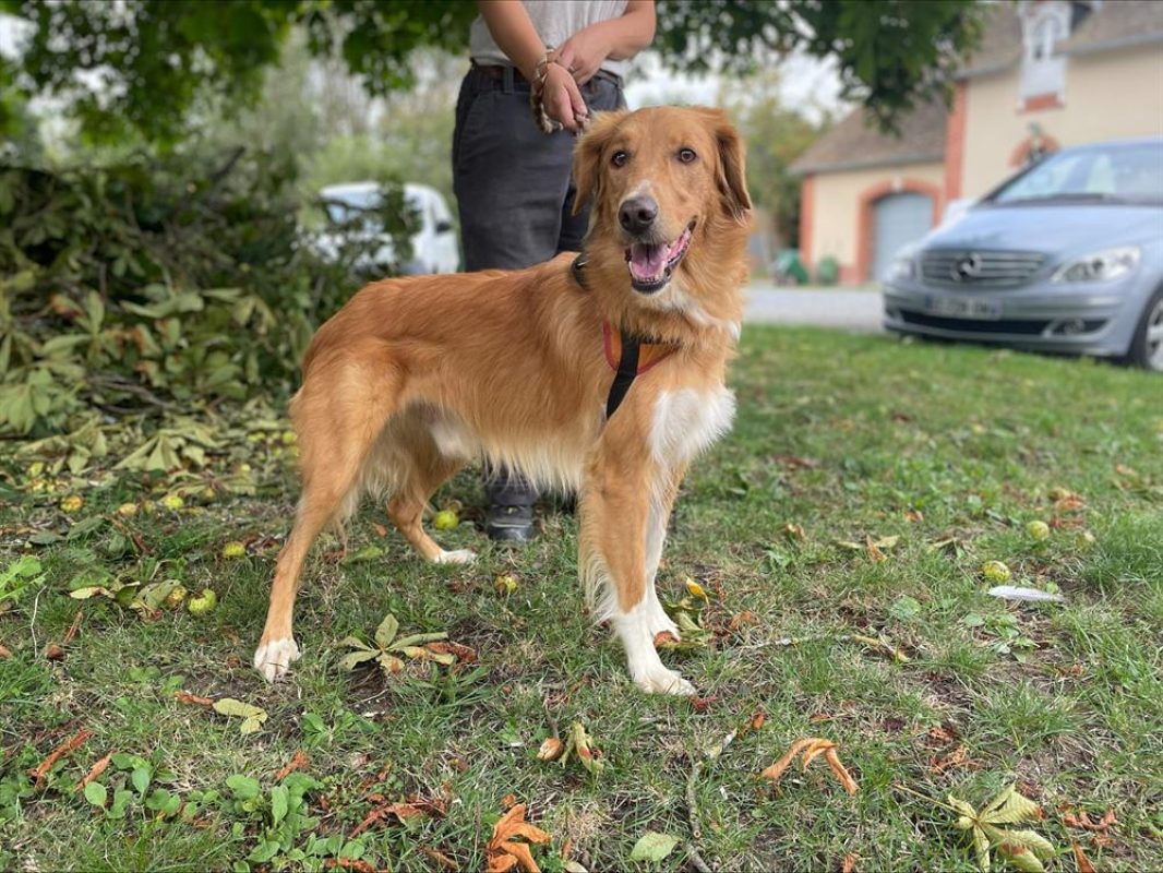 Fripouille - Chien à adopter - photo 2