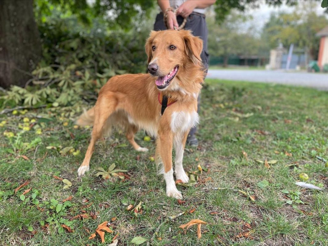Fripouille - Chien à adopter - photo 3