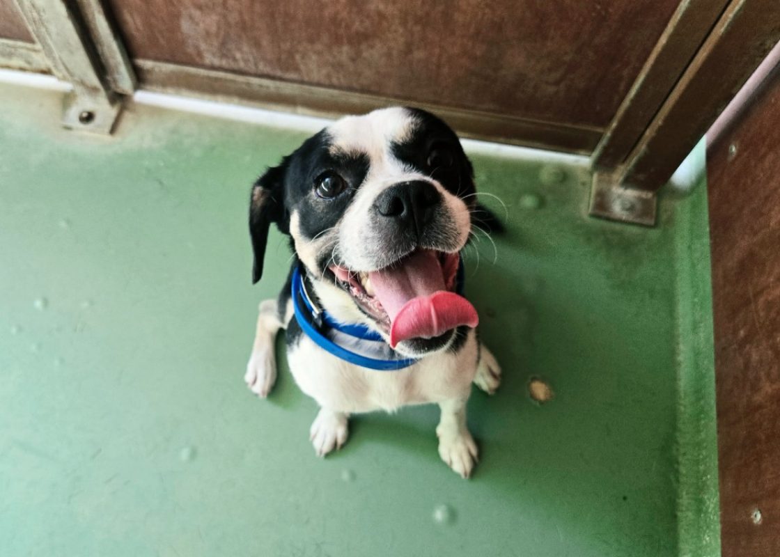 Kinai - Chien à adopter