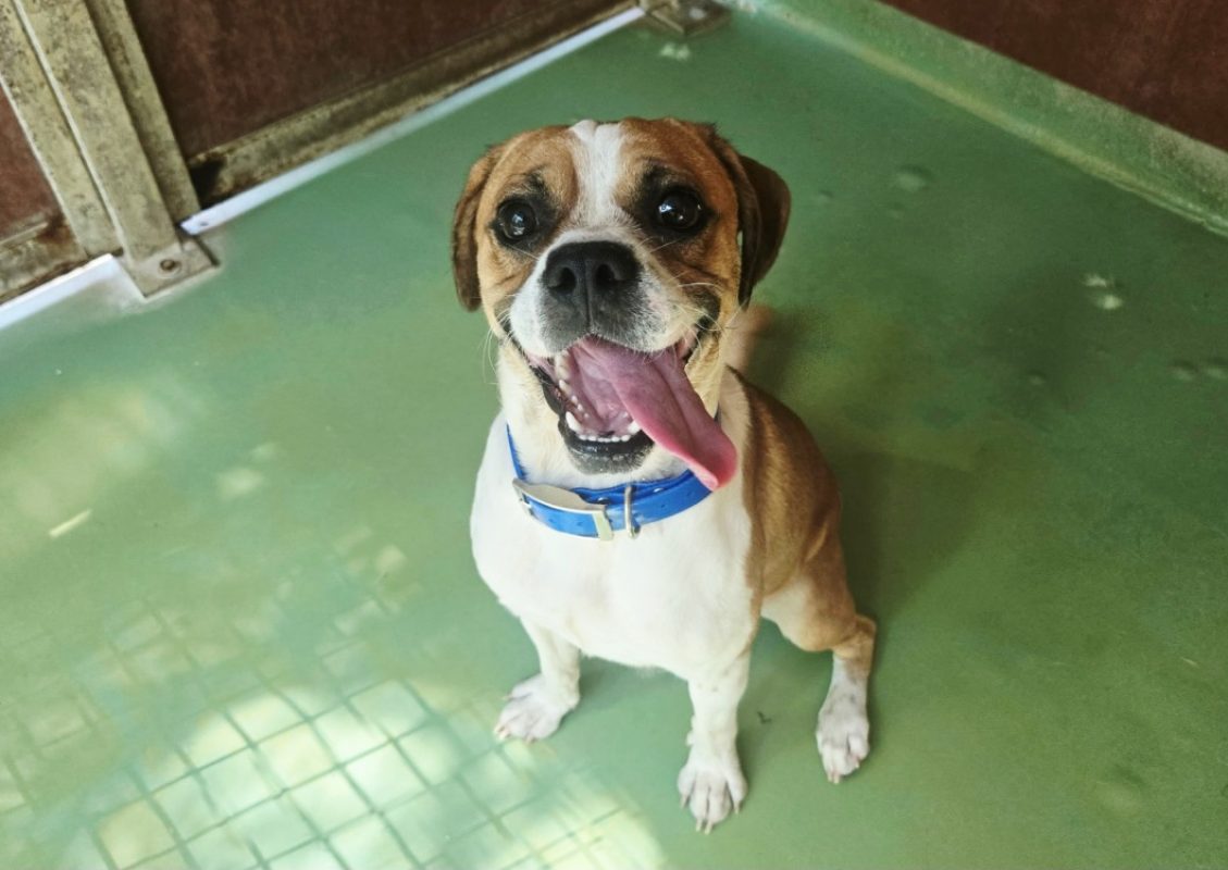 Koda - Chien à adopter