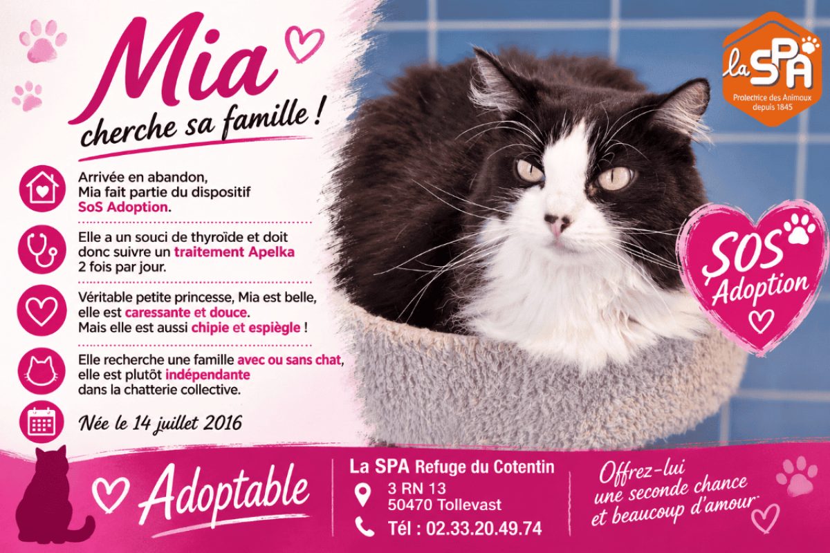 Mia - Chat Européen à adopter