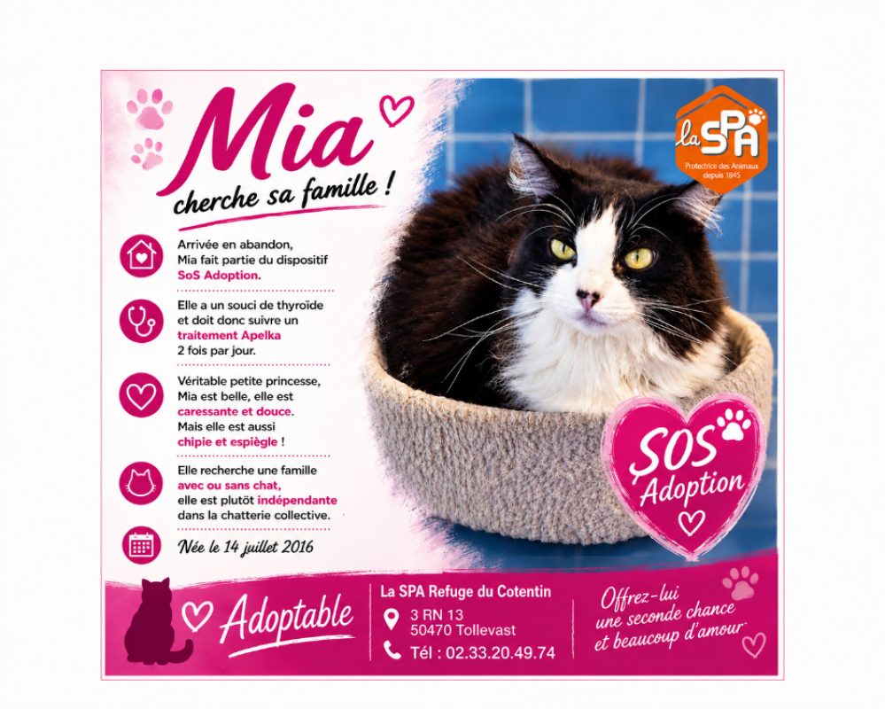 Mia - Chat Européen à adopter