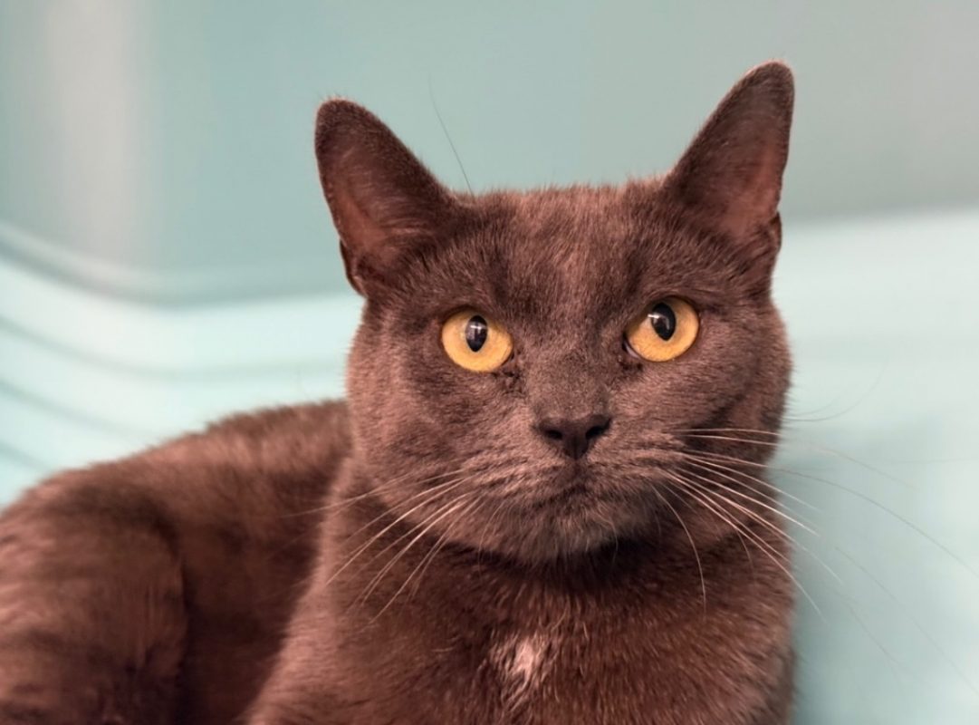 Minoucha - Chat Européen à adopter