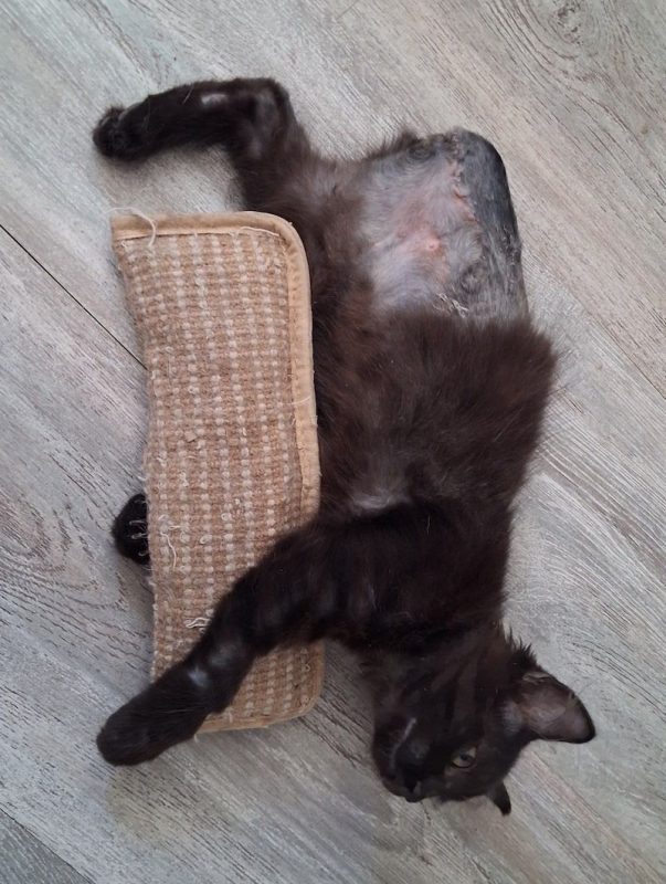 PHOENIX - Chat à adopter - photo 2