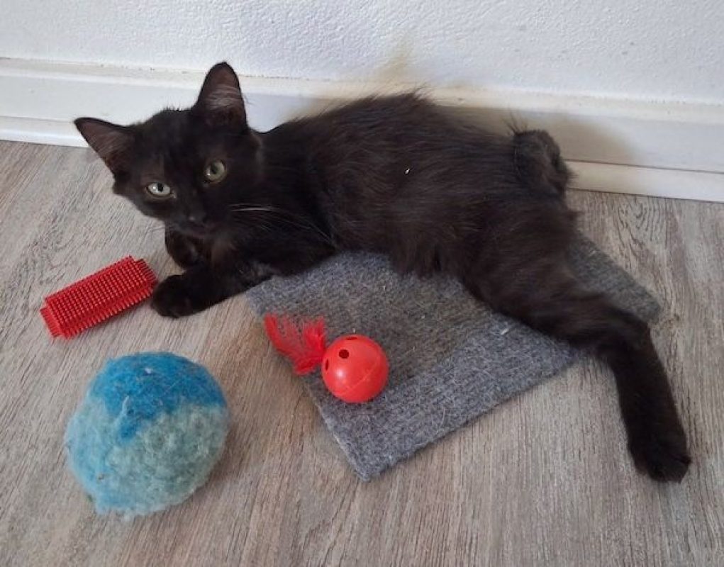 PHOENIX - Chat à adopter - photo 3