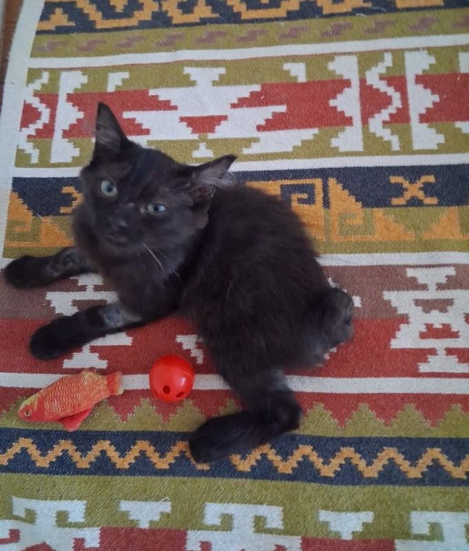 PHOENIX - Chat à adopter - photo 4