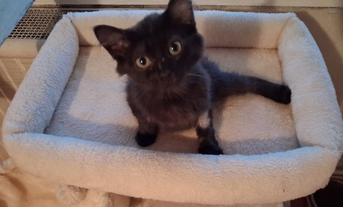 PHOENIX - Chat à adopter