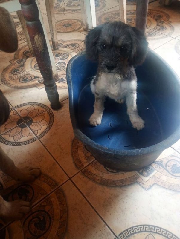 Picselle - Chien Bichon à poil frisé à adopter - photo 3