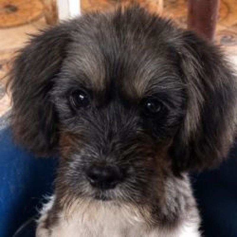 Picselle - Chien Bichon à poil frisé à adopter