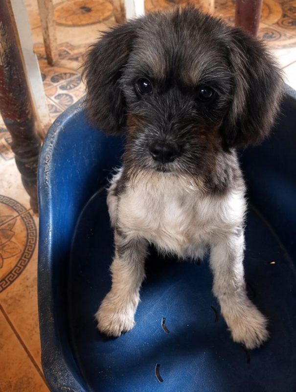 Picselle - Chien Bichon à poil frisé à adopter - photo 4