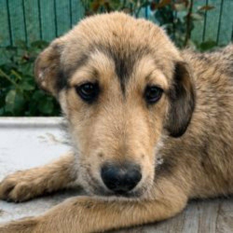 Pogo - Chien à adopter