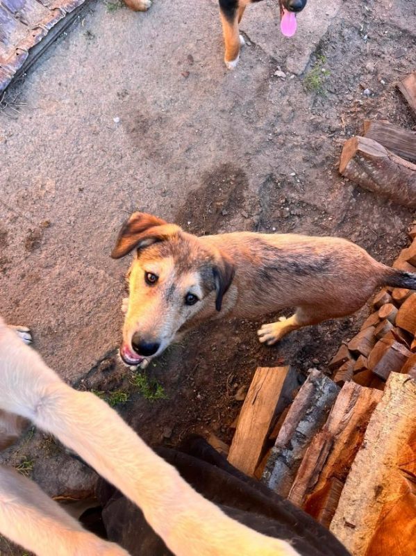 Pogo - Chien à adopter - photo 3