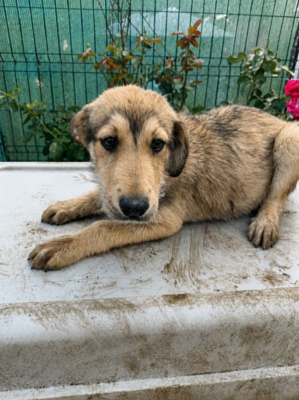 Pogo - Chien à adopter - photo 2