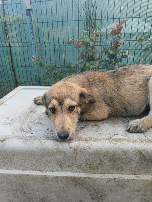 Pogo - Chien à adopter - photo 4