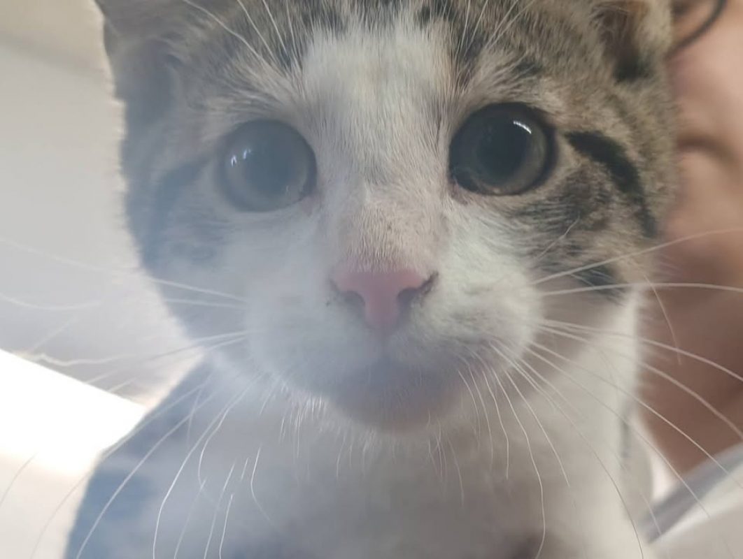 Peach - Chat Européen à adopter