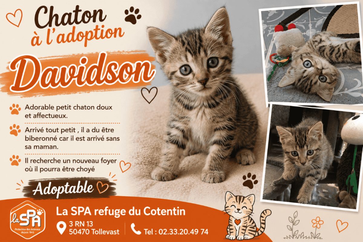 Davidson - Chat Européen à adopter