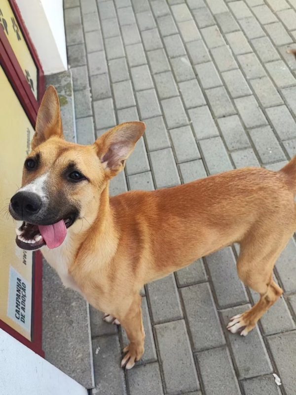 Sacha - Chien à adopter - photo 2