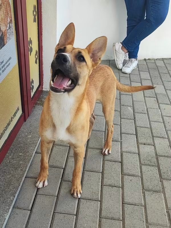 Sacha - Chien à adopter - photo 4