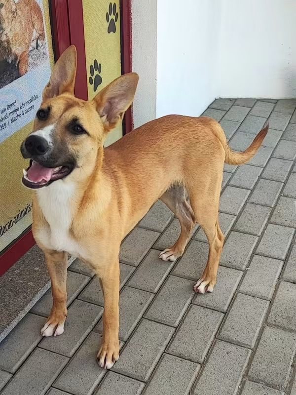 Sacha - Chien à adopter