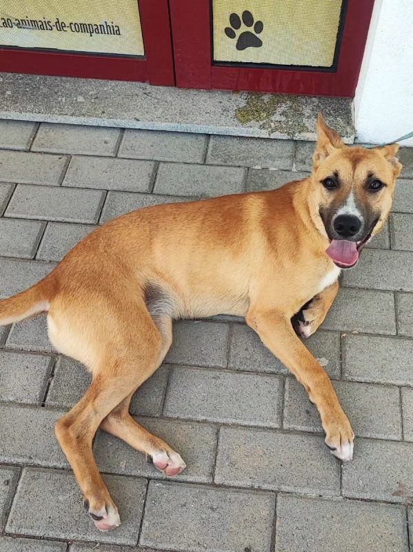 Sacha - Chien à adopter - photo 3