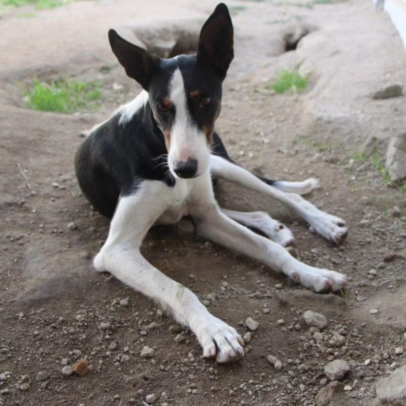 Miki - Chien à adopter - photo 3