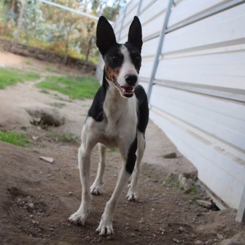 Miki - Chien à adopter - photo 2