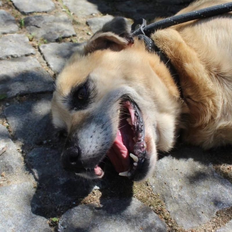 Sara - Chien à adopter - photo 2