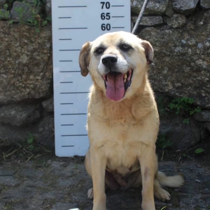 Sara - Chien à adopter
